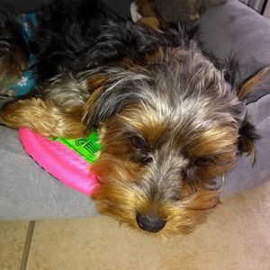 Meet your Posher, Doreen